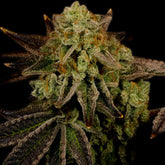 Harlequin Feminized Cannabis Plant